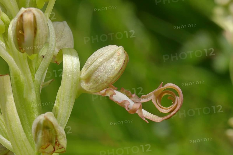 Lizard orchid (Himantoglossum hircinum)