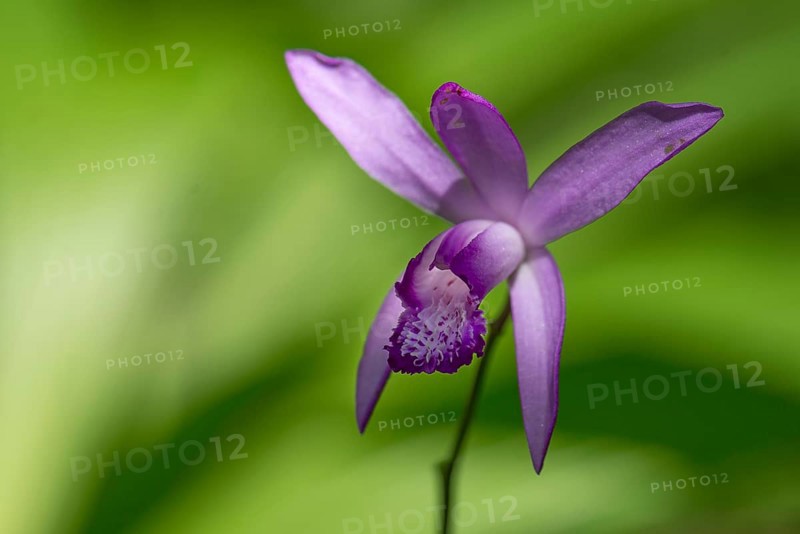 Flower of a Chinese orchid (Bletilla striata)