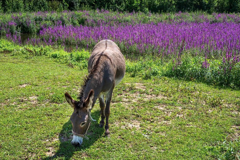 Donkey (Equus asinus asinus) grazing at a fish pond