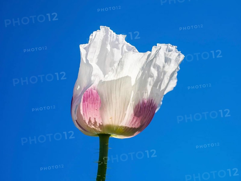 Poppy blossom