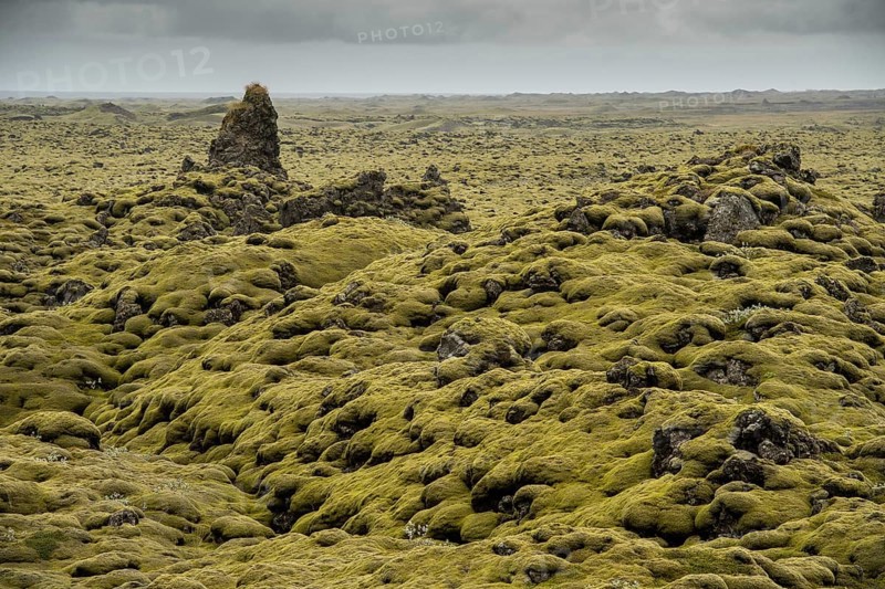 Lava overgrown by Elongated Rock Moss (Racomitrium elongatum)