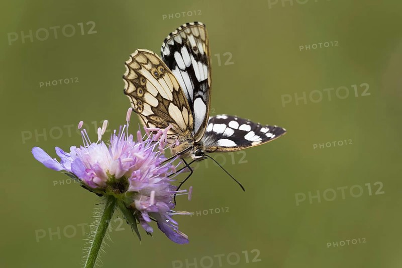 Marbled white (Melanargia galathea) on Field scabious (Knautia arvensis)