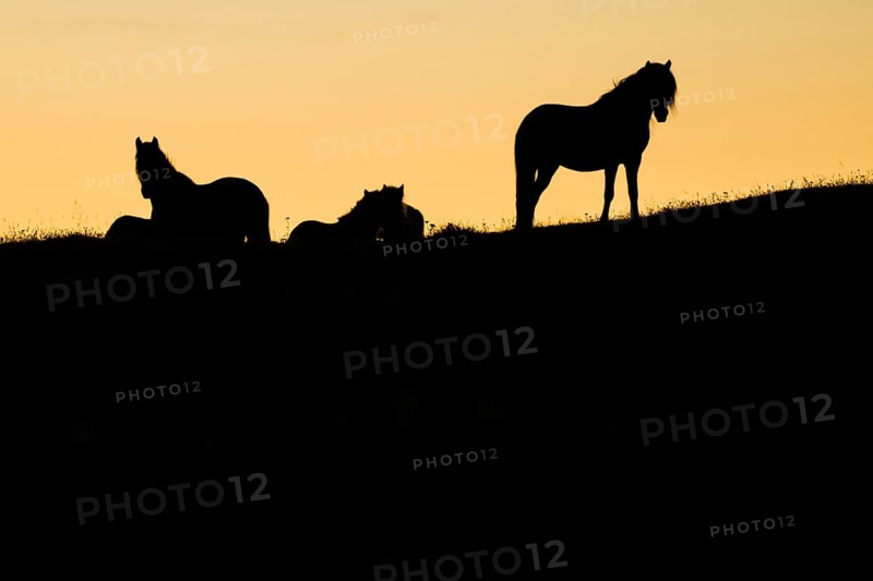Silhouettes of Icelandic horses in a meadow