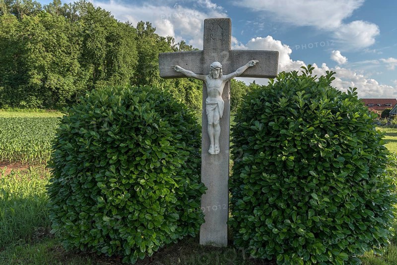 Jesus Cross between two Cherry laurel (Prunus laurocerasus)