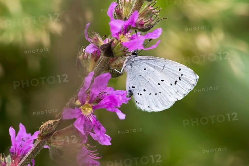 Holly Blue (Celastrina argiolus) on Purple loosestrife (Lythrum salicaria)