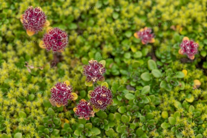 Arctic Thymus praecox (Thymus praecox ssp. arcticus)