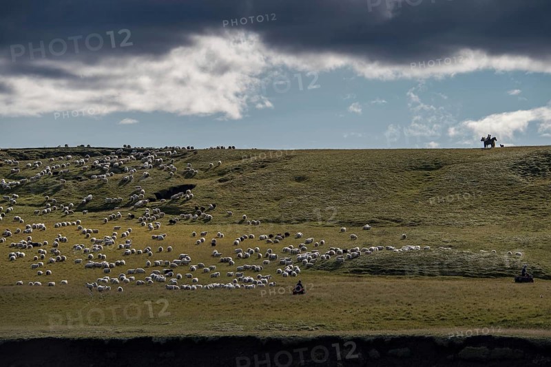 Domestic sheep (Ovis aries)