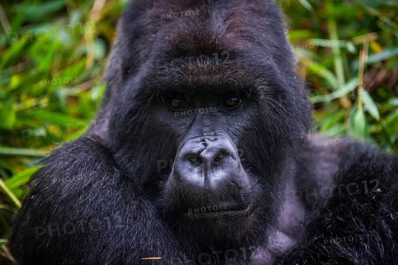 Mountain gorilla