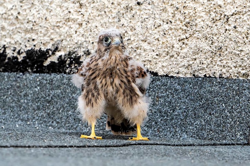 Common Common Kestrel