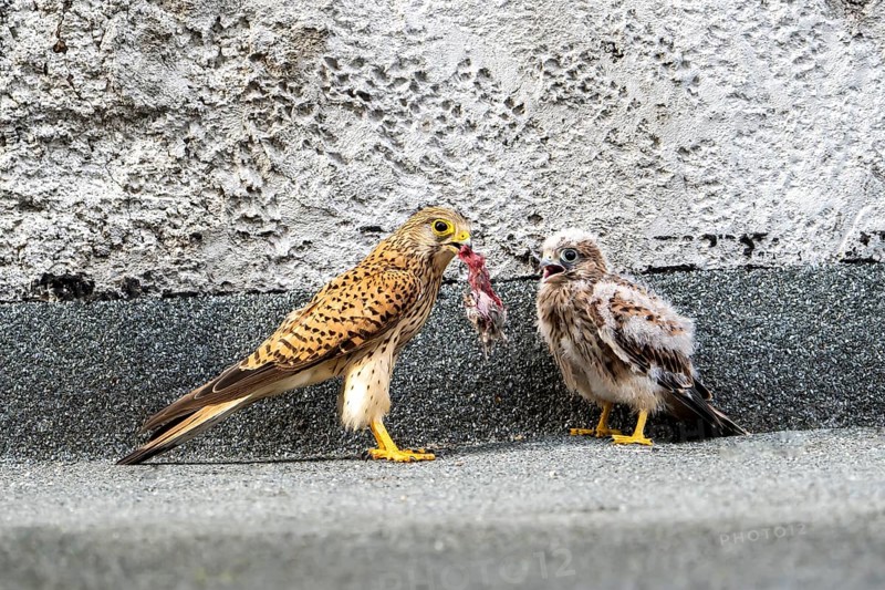 Common kestrel