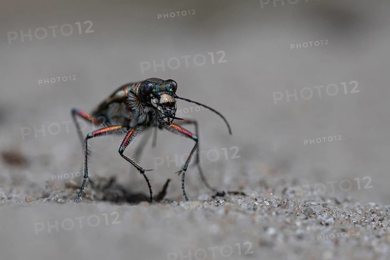 Northern dune tiger beetle