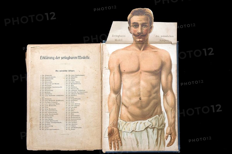 Dismountable model of a male body