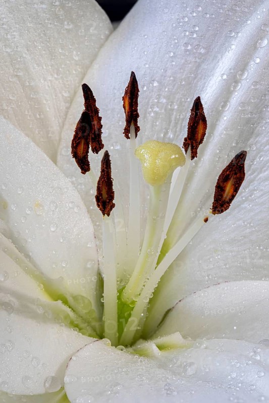 White lilly