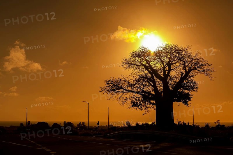Silhouette of Baobab