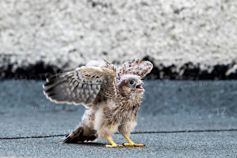 Common Common Kestrel