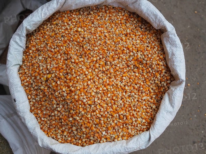 Fresh corn kernel