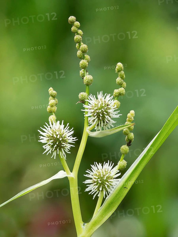 Simplestem bur-reed