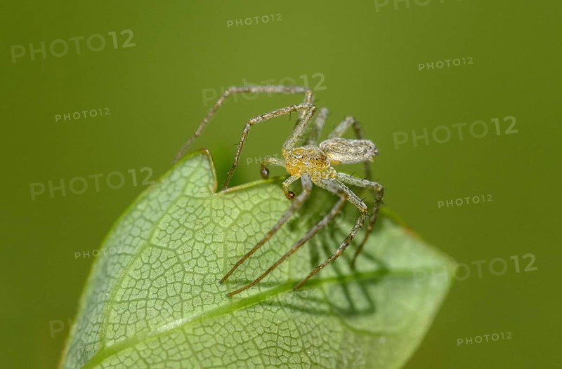 Bright flatback spider