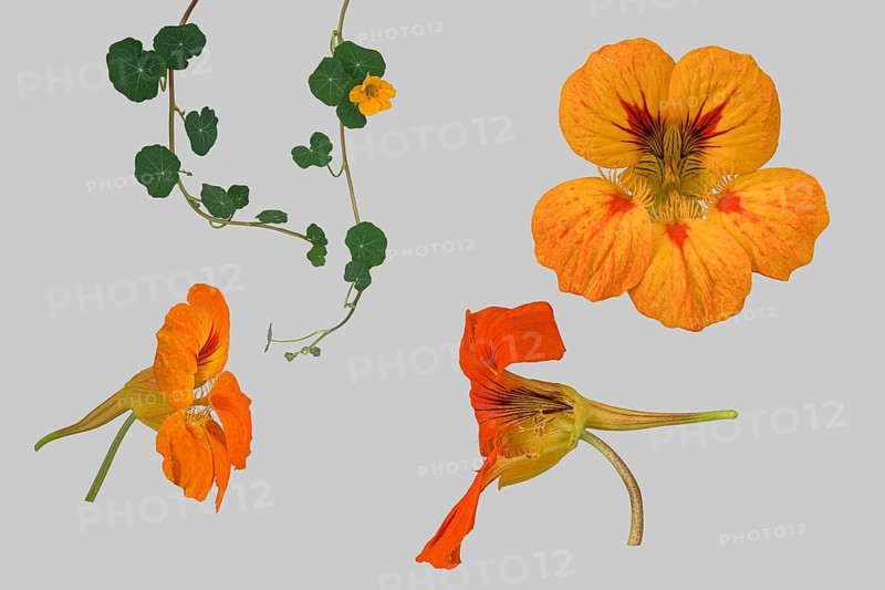 Garden nasturtium