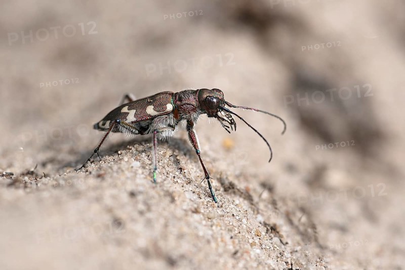 Northern dune tiger beetle