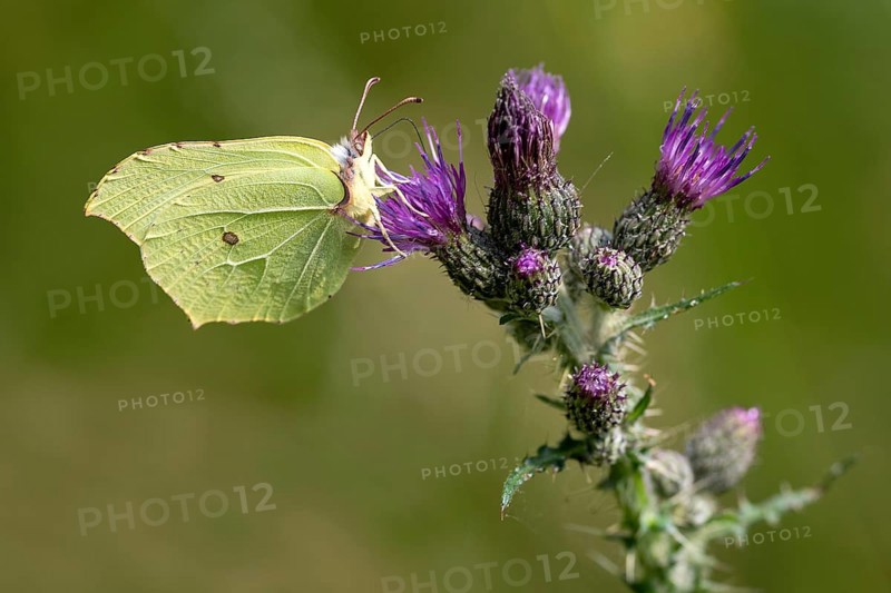 Brimstone
