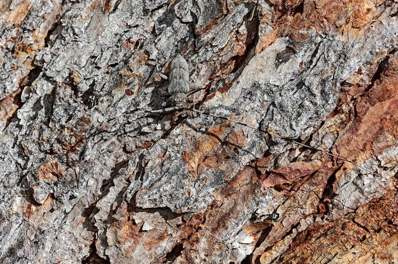 Timberman beetle