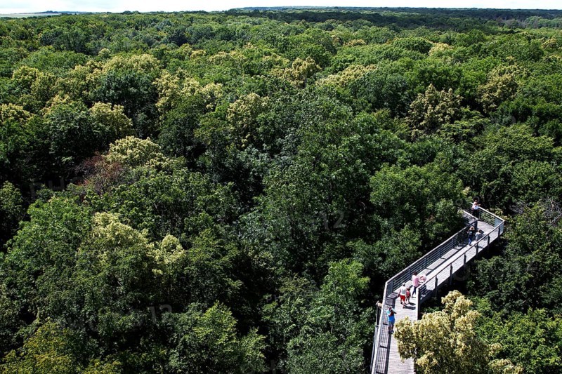 Treetop Trail
