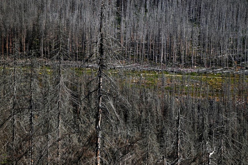 Dead trees