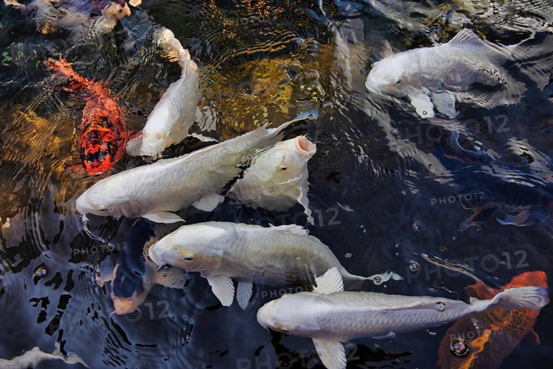 Koi carps swimming in pond