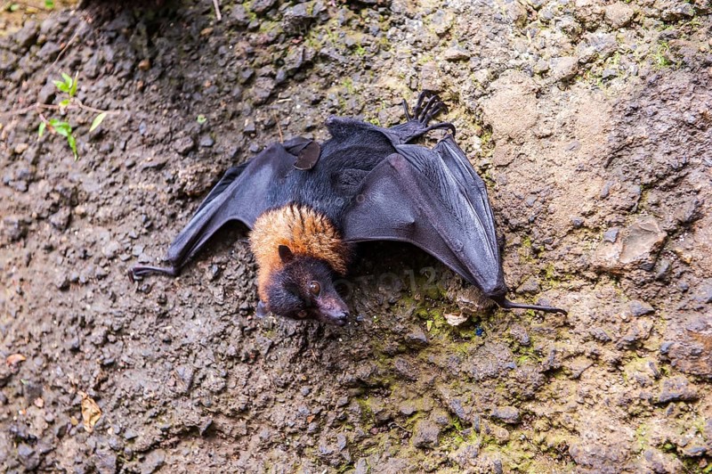 Little flying fox in the To sua ocean trench in Upolo