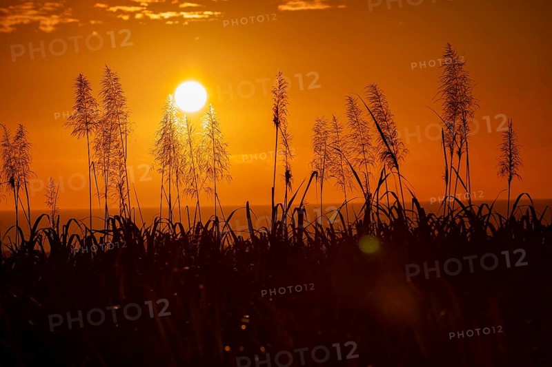 Sunset over the ocean with blooming sugar cane plants village of Petite Riviere