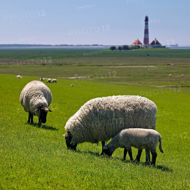 Domestic sheep