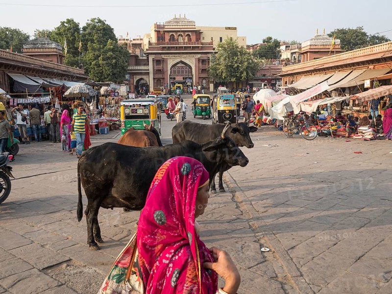 Cattle at Sardar Market