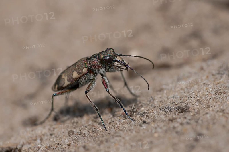 Northern dune tiger beetle
