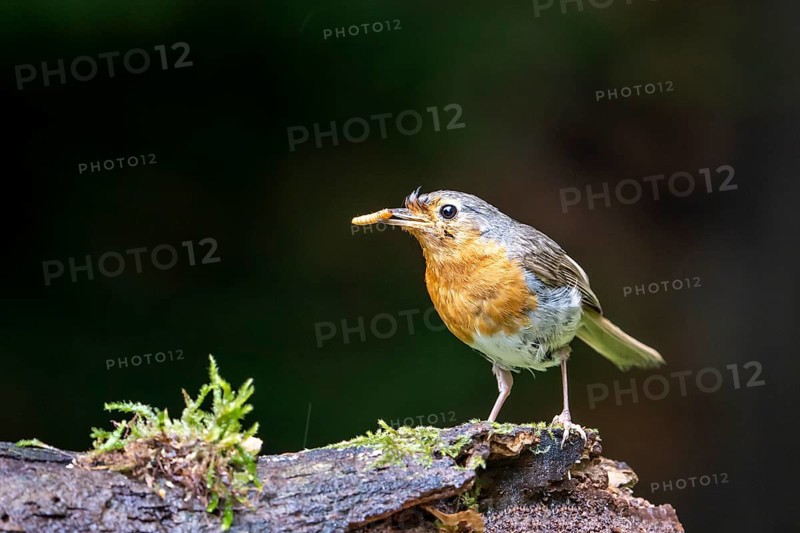 European robin