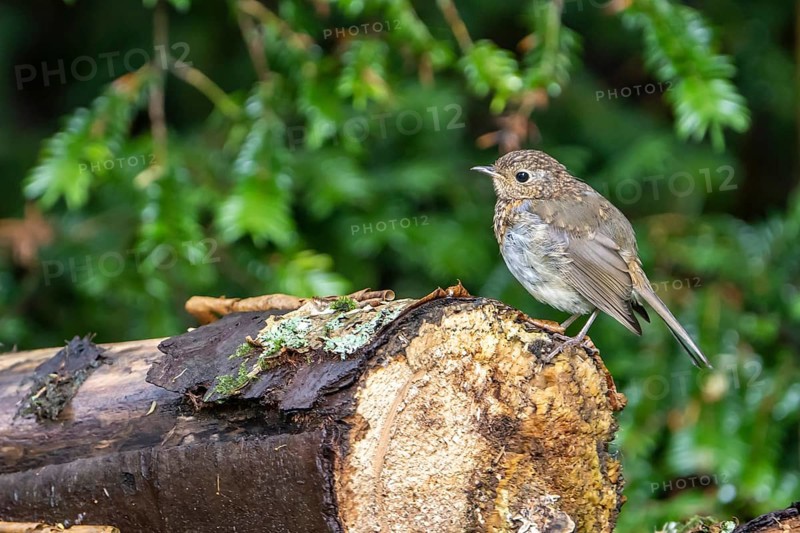 European robin