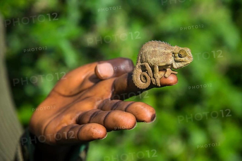 Man holding a Chameleon Trioceros ellioti on his hand in the Virunga National Park