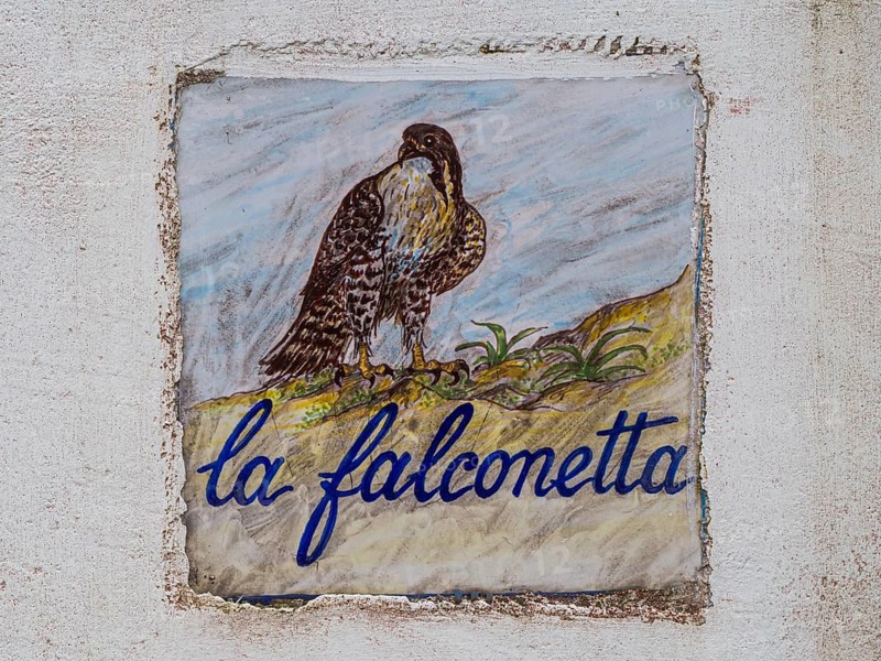 Falcon