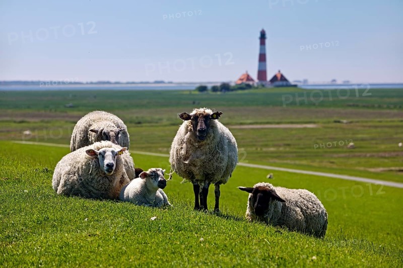 Domestic sheep