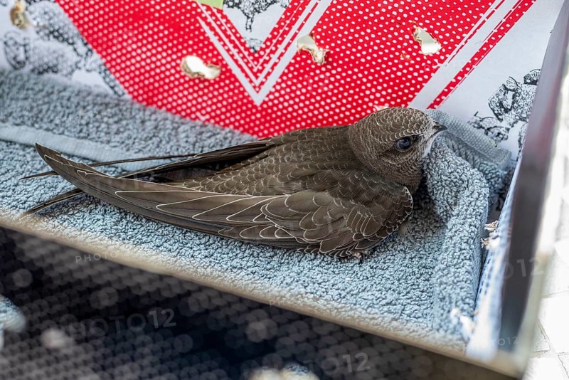 Common Swift