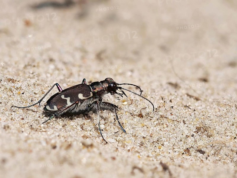 Northern dune tiger beetle