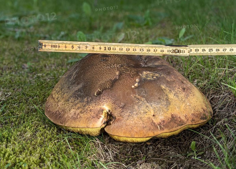 Measuring a mushroom cap with a metre rule
