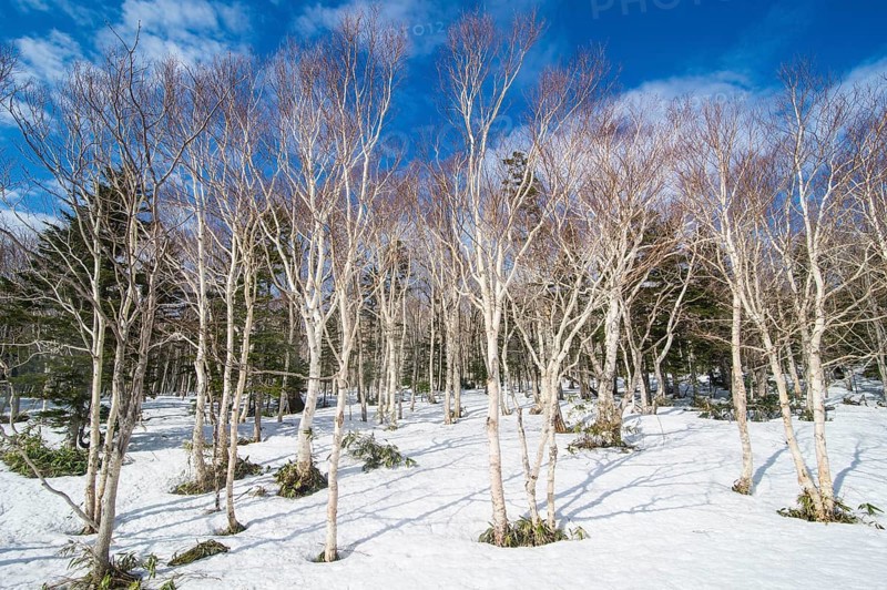 Birch forest in the snow