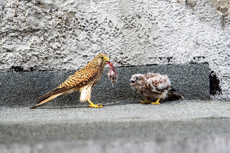 Common kestrel