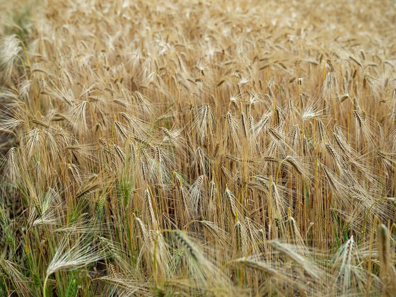 Cornfield on the Elbe in Langendorf