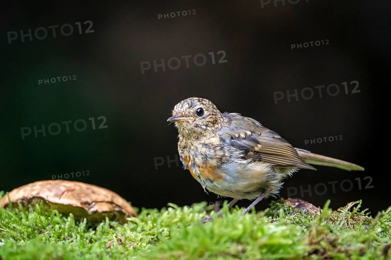 European robin