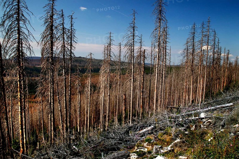 Dead trees