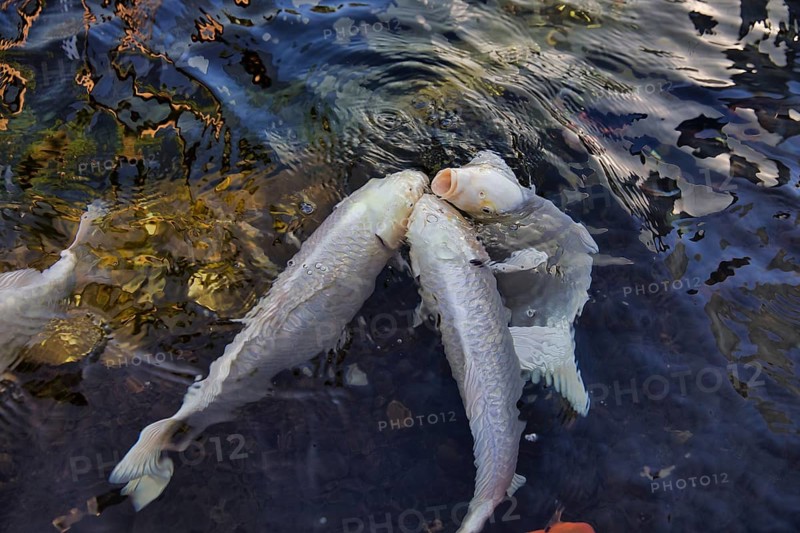 Koi carps swimming in pond