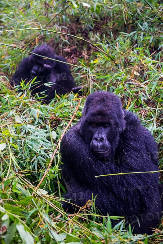 Mountain gorilla