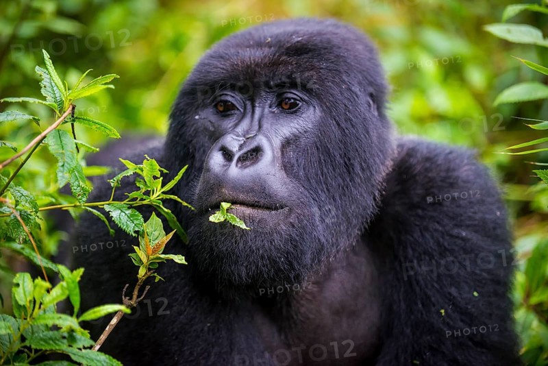 Mountain gorilla